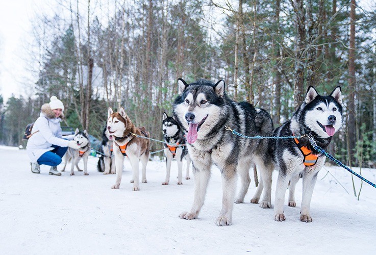 Dog sled team