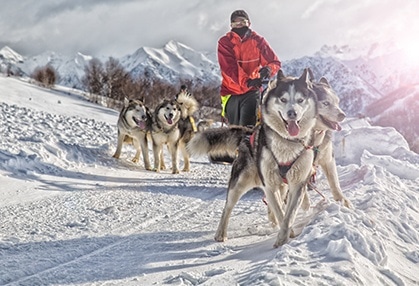 Man with Dog Sled