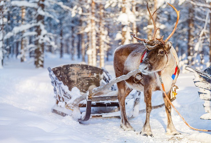Reindeer pulling sled
