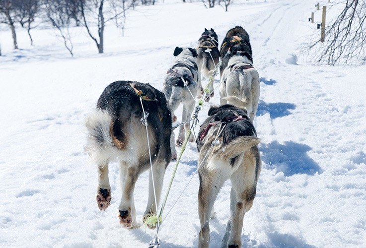 Dog sled team