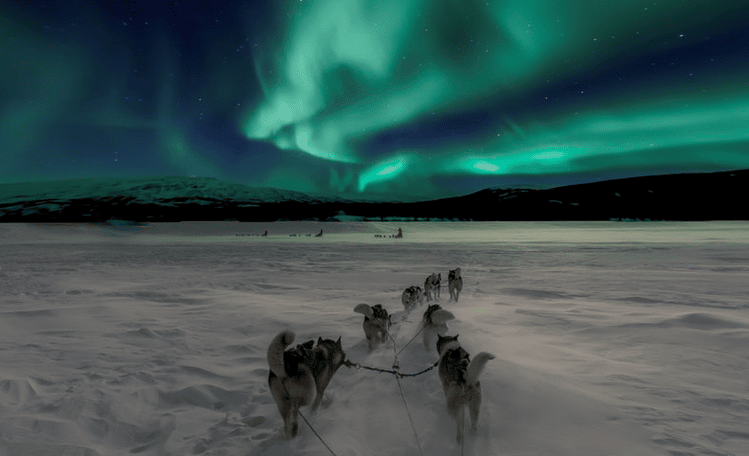 dog sledding in lapland under the northern lights