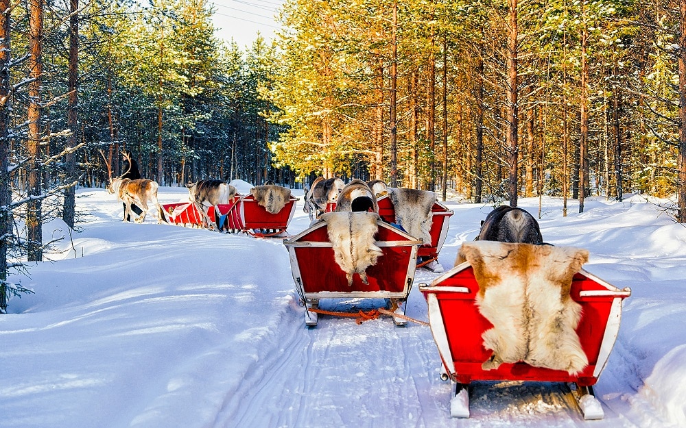 Reindeer sleigh in Finland