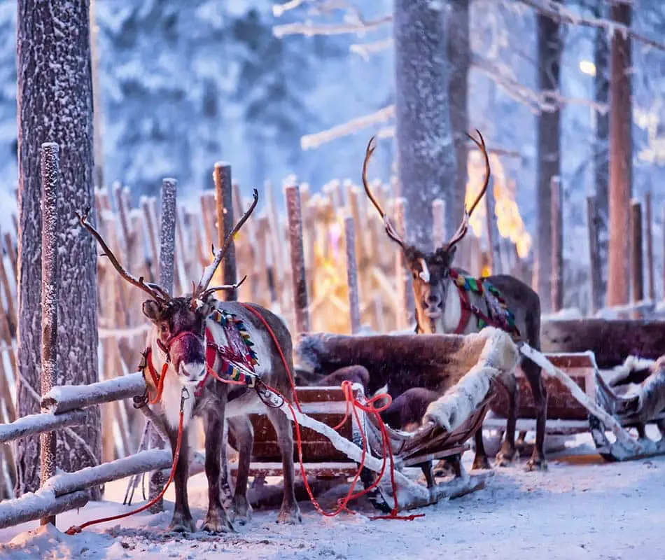 reindeer safari rovaniemi