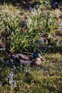 Duck in the King's Garden