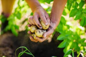 The potato is a main feature of Swedish culinary tradition.