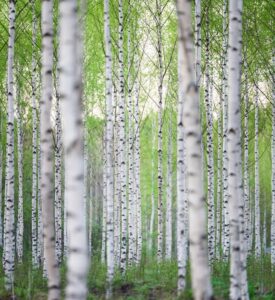 Birch Forest, Visit Saimaa