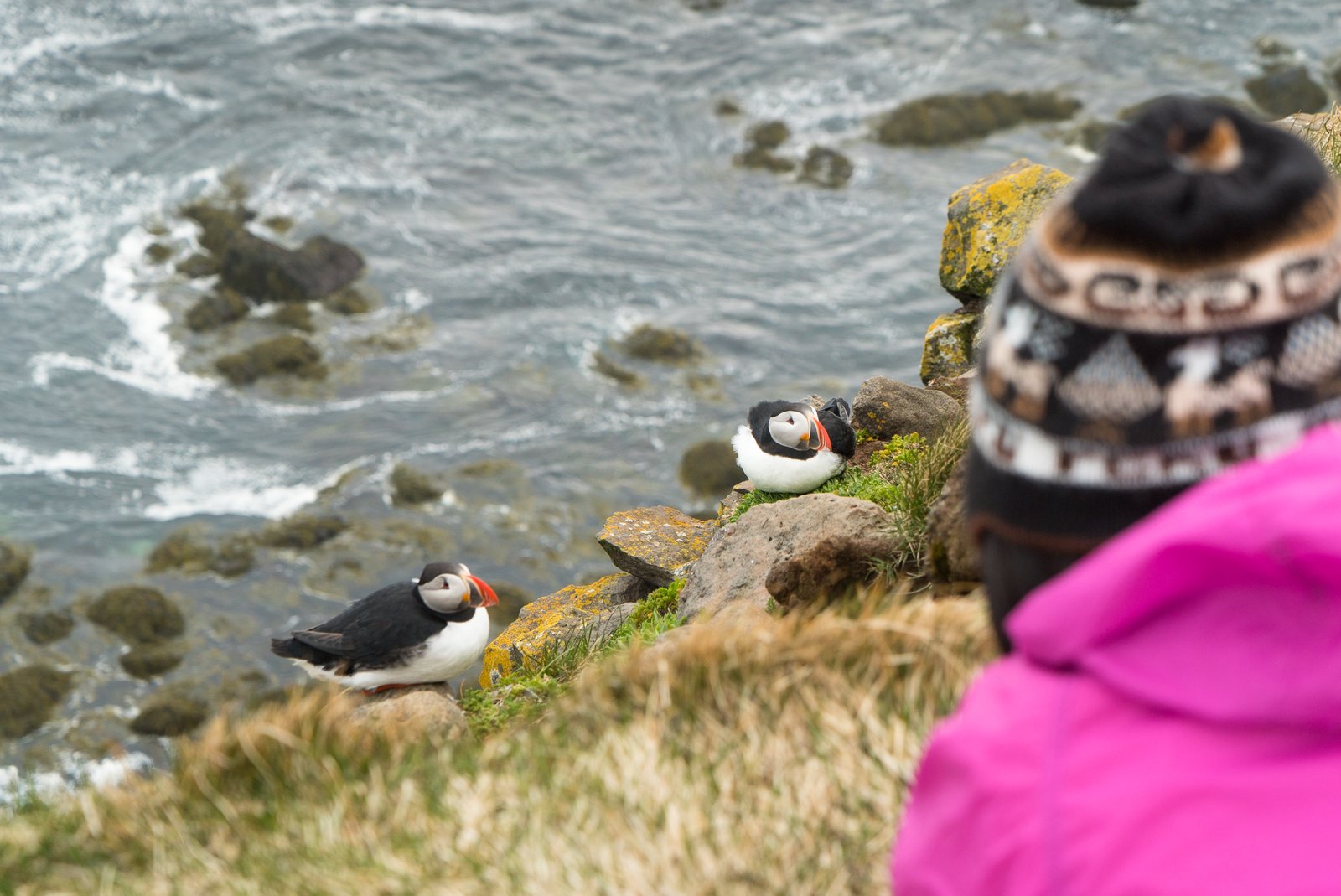 Látrabjarg - Puffin 01_medium1600x1069