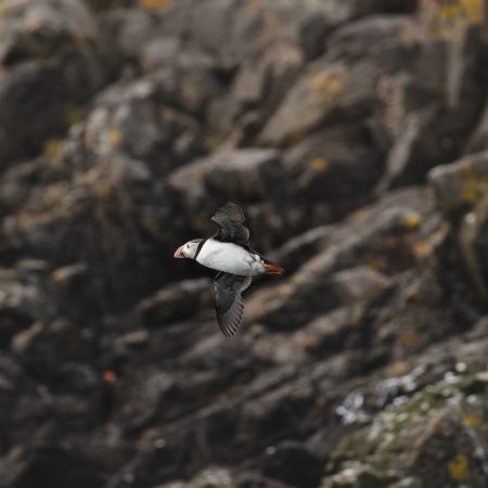 Puffins - Q23A7362_medium1280x1600 (1)